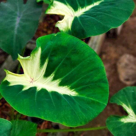 Colocasia MORNING MOONLIGHT
