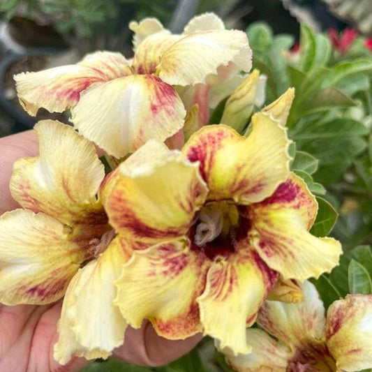 Adenium obesum MORNING SKY