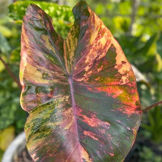Colocasia MORNING STAR