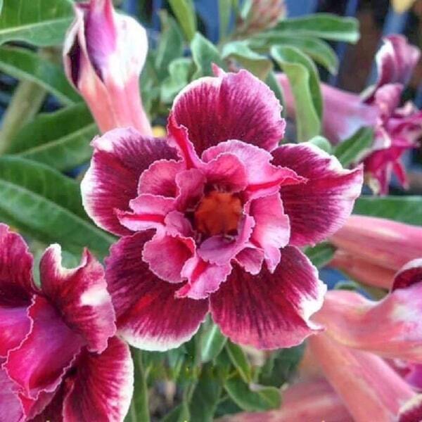Adenium obesum MOUNG SAKDA