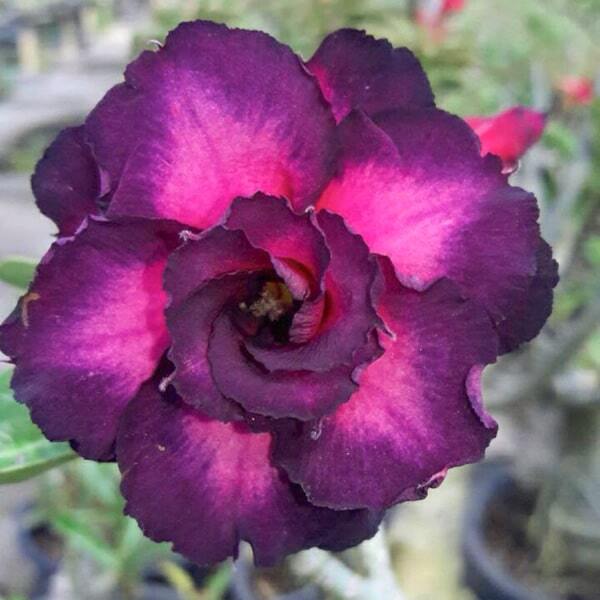 Adenium obesum MUANG JUKAPAT
