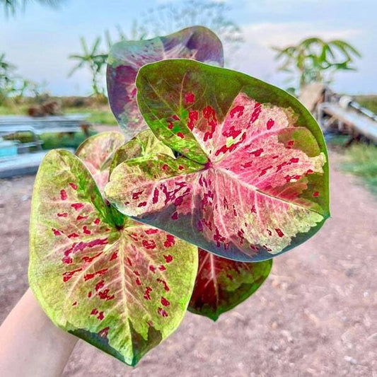 Caladium MUEANG NAKHON CHUM