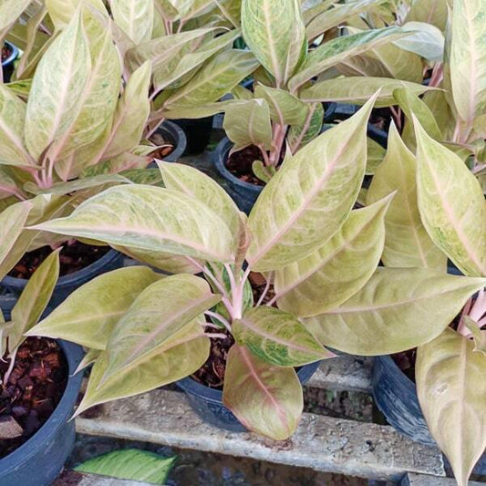 Aglaonema MULAN