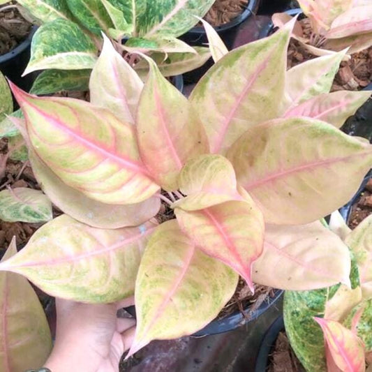Aglaonema MULAN