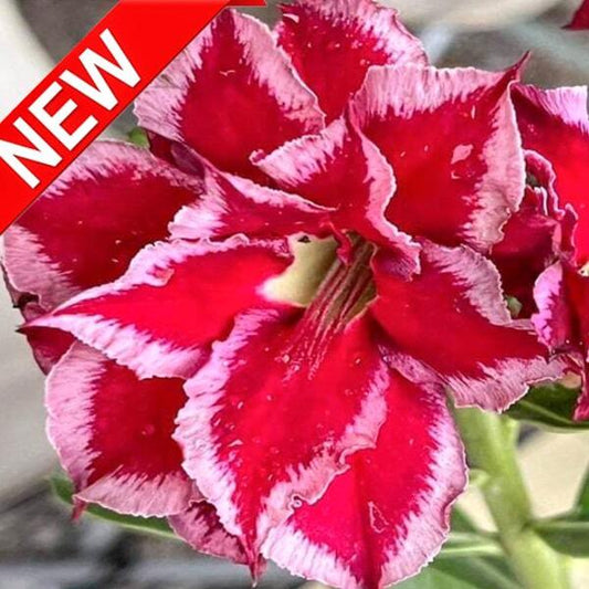 Adenium obesum MULTI BERRY