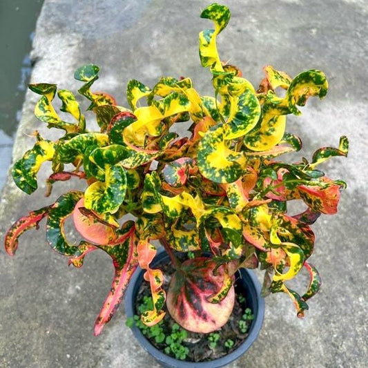 Croton MUSHU DRAGON Ð HEY RA