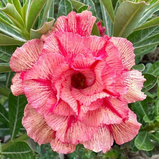 Adenium obesum MY LINH 23