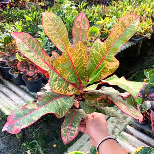 Croton GIANT