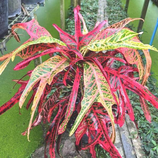 Croton BALI