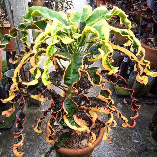 Croton SEDTHEE THAI PRAGAN