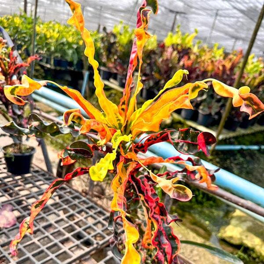 Croton MEDUSA