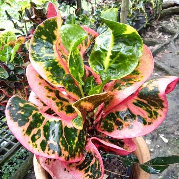 Croton CHOMPHU PHANTHIP