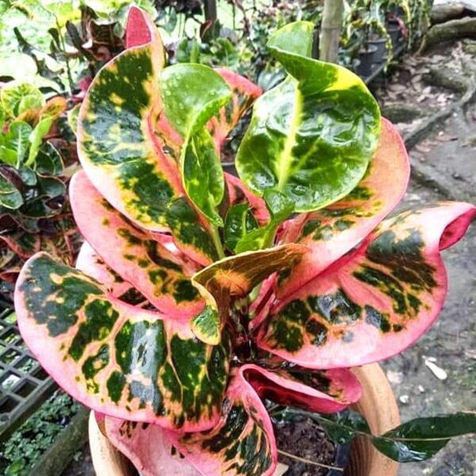 Croton CHOMPHU PHANTHIP