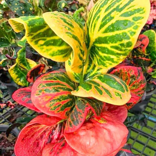 Croton MUKDAHAN