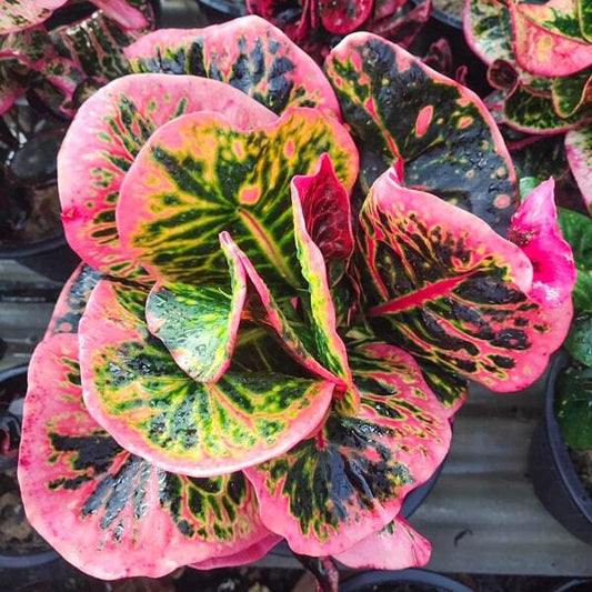 Croton TABTIM CHAN