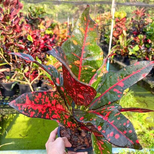 Croton NEPAL