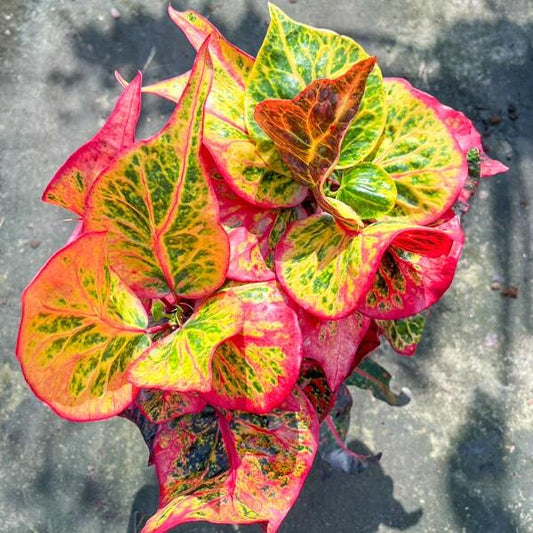 Croton REKHA MANEE