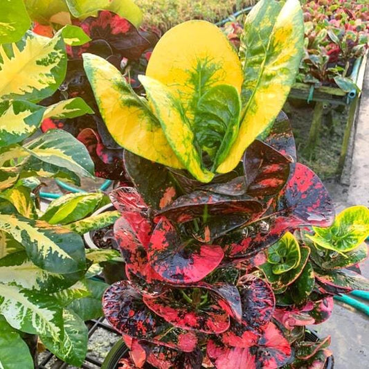 Croton SENA