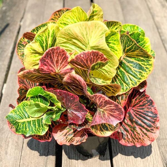 Croton SIRI LAK