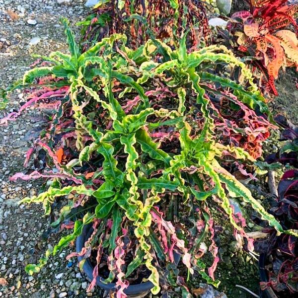 Croton SANG THONG