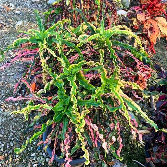 Croton SANG THONG