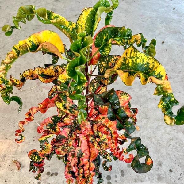 Croton THAO THOTSAPHIN