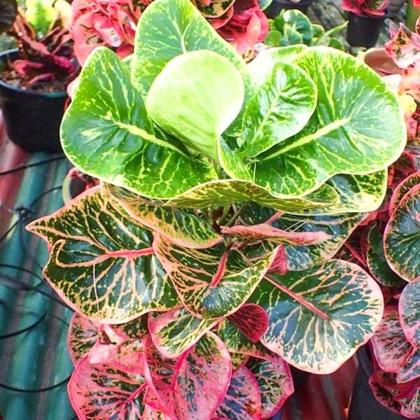 Croton RATCHATHEWEE
