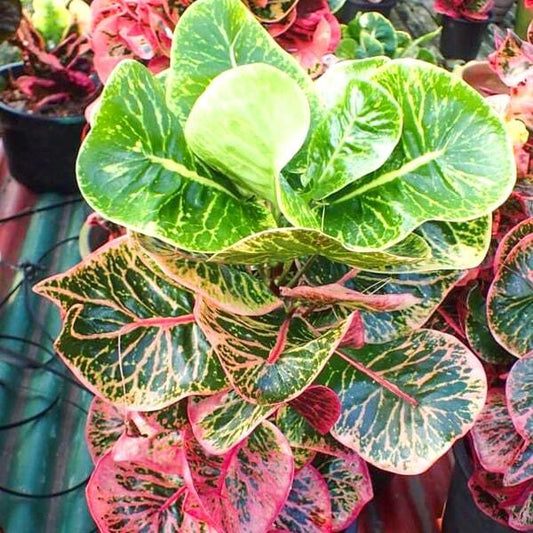 Croton RATCHATHEWEE
