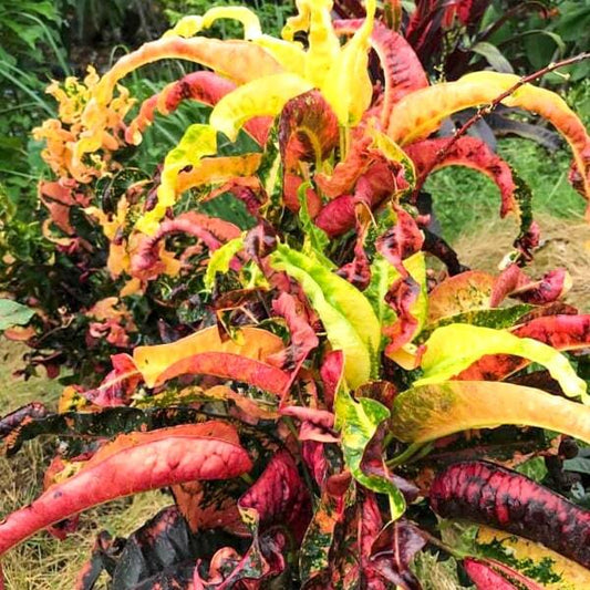 Croton SUPHANNAHONG
