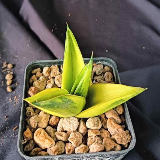Sansevieria NILAKAN VAR