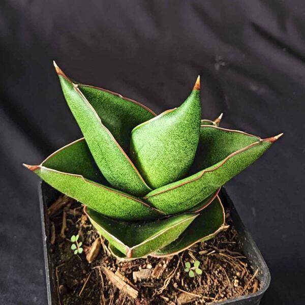 Sansevieria NOAH'S ARCH