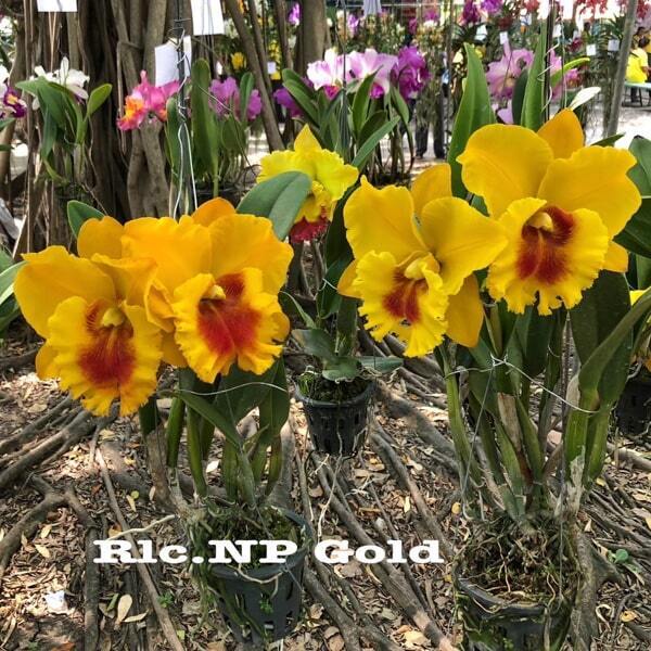 Rhyncholaeliocattleya orchid RLC. NP GOLD