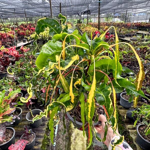 Croton NAMTOK ERAWAN