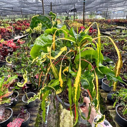 Croton NAMTOK ERAWAN