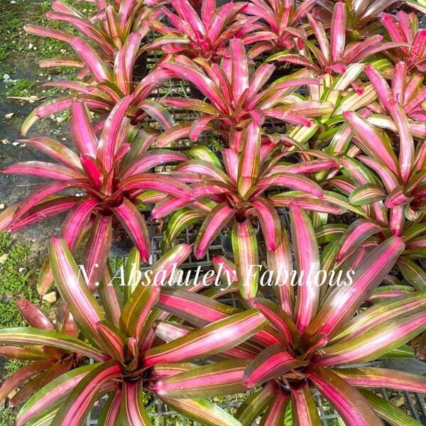 Neoregelia ABSOLUTELY FABULOUS