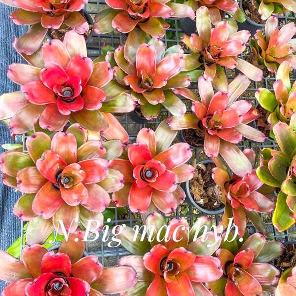 Neoregelia BIG MAC HYB