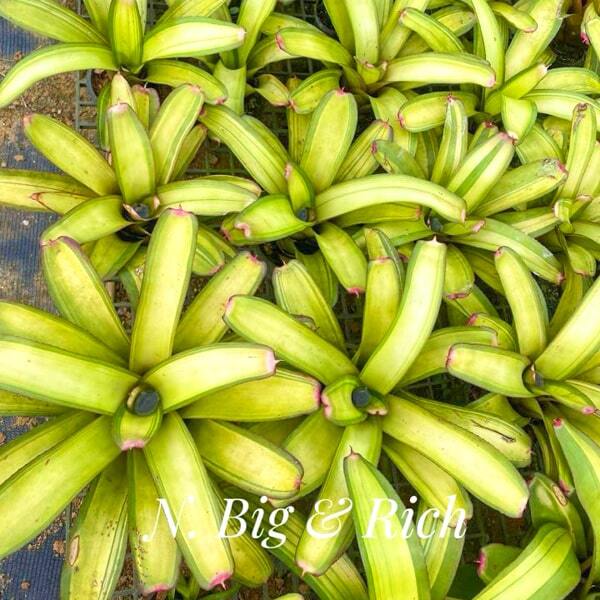 Neoregelia BIG AND RICH
