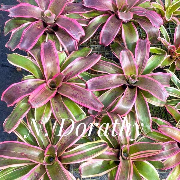 Neoregelia DOROTHY
