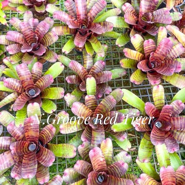 Neoregelia GROOVE RED TIGER