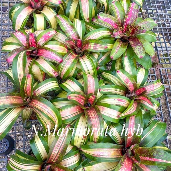 Neoregelia MARMORATA