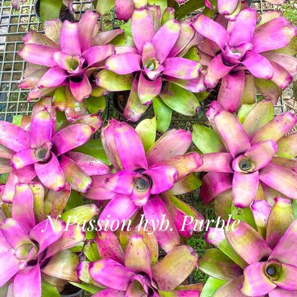 Neoregelia PASSION HYB PURPLE