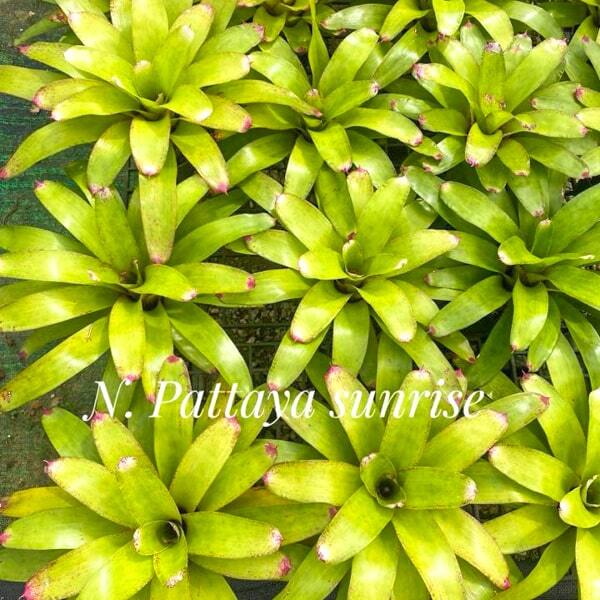 Neoregelia PATTAYA SUNRISE