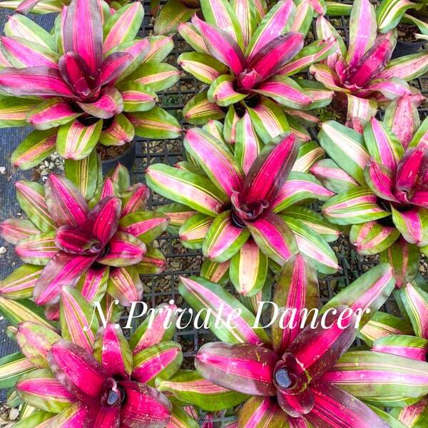 Neoregelia PRIVATE DANCER