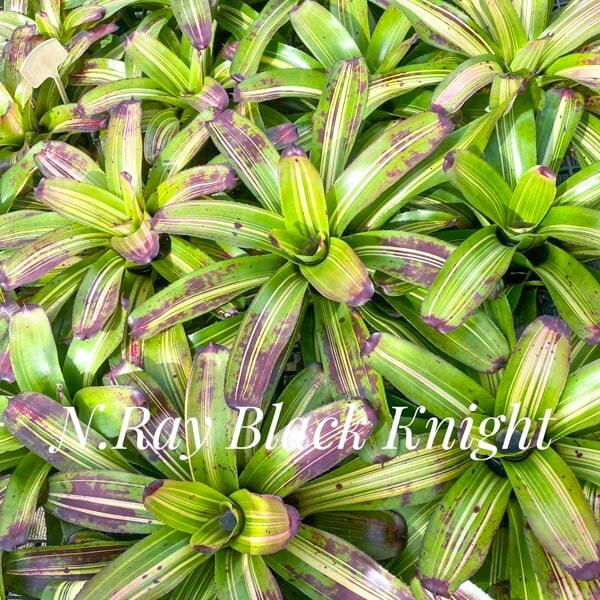 Neoregelia RAY BLACK KNIGHT