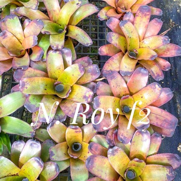 Neoregelia ROY F2