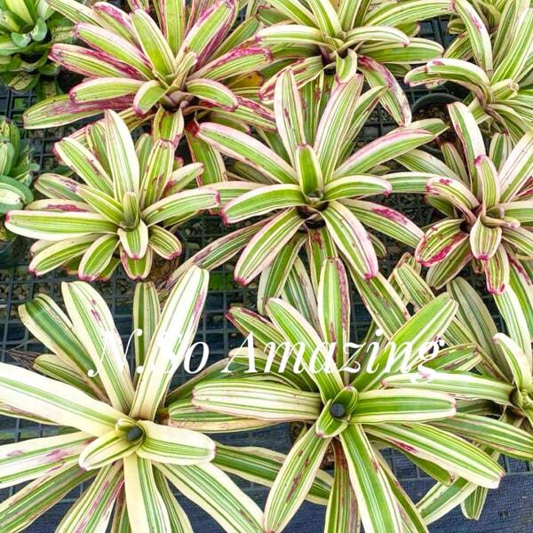 Neoregelia SO AMAZING