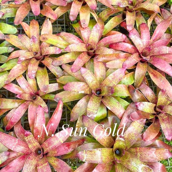 Neoregelia SUN GOLD