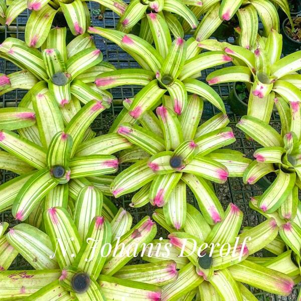Neoregelia TOHANIS DEROLF