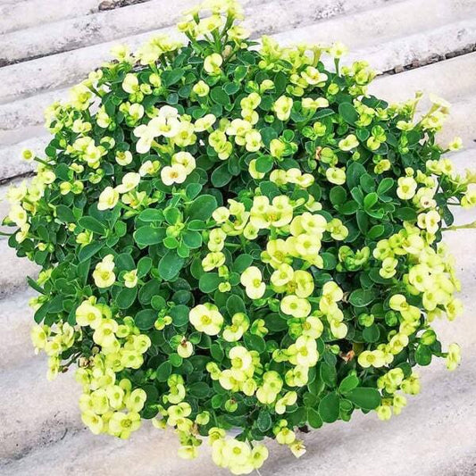 Euphorbia Milii dwarf NAB THONG