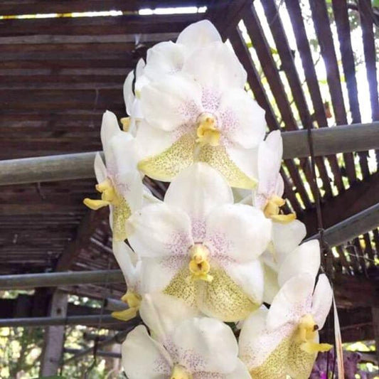 Vanda orchid V NAKONSAWAN BELL X TUBTIM